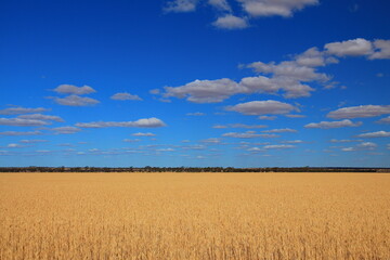 Obraz premium Enldess fields in Australian outback