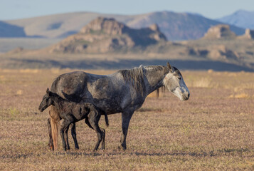 Obraz premium Wild Horse Mare and Her Newborn Foal in Springtime in the Utah Desert