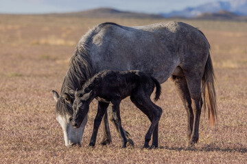 Wild Horse Mare and Her Newborn Foal in Springtime in the Utah Desert