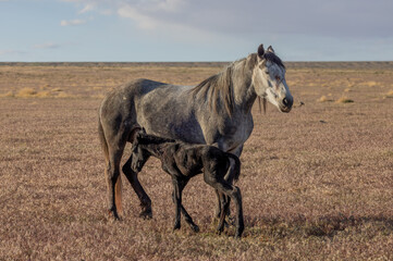 Wild Horse Mare and Her Newborn Foal in Springtime in the Utah Desert