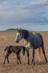 Obraz na płótnie Canvas Wild Horse Mare and Her Newborn Foal in Springtime in the Utah Desert
