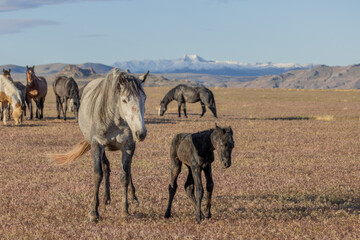 Wild Horse Mare and Her Newborn Foal in Springtime in the Utah Desert