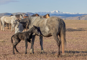 Fototapeta premium Wild Horse Mare and Her Newborn Foal in Springtime in the Utah Desert