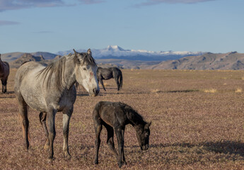 Wild Horse Mare and Her Newborn Foal in Springtime in the Utah Desert