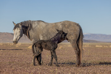 Wild Horse Mare and Her Newborn Foal in Springtime in the Utah Desert