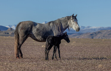 Fototapeta na wymiar Wild Horse Mare and Her Newborn Foal in Springtime in the Utah Desert