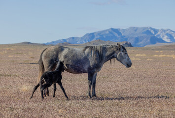 Wild Horse Mare and Her Newborn Foal in Springtime in the Utah Desert