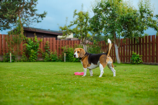 beagle on the backyard