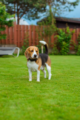 beagle on the backyard