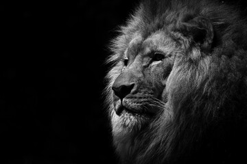 Lion on black and white background.