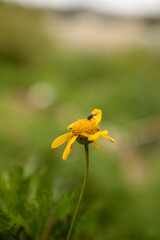 flyer on a dandelion