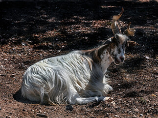 Sicilian domestic goat with spiral horns. Latin name - Capra hircus