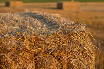 straw bales in a field with sunset light