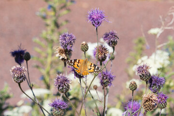 Painted lady (Vanessa cardui)