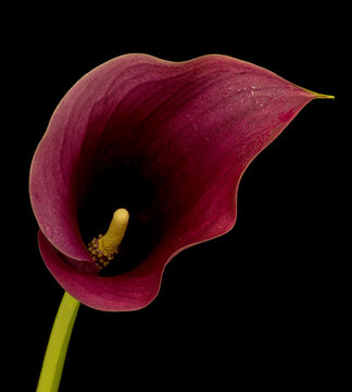 calla flower growing on black background, zantedeschia