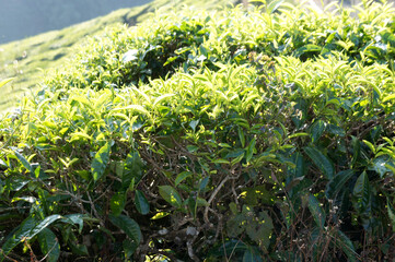 Tea leaf buds that will be picked to be made into commercial tea powder. The routine of picking these leaves is usually done in the morning to keep them fresh before processing.
