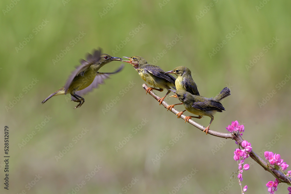 Wall mural Olive backes sunbird 
 is feeding its chicks