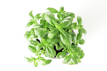 Obraz premium Fresh basil in a pot isolated on white background
