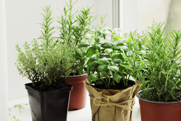 fresh herbs in garden pots on the windowsill