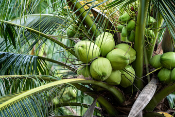 coconut tree, Cocos nucifera is a member of the palm tree family, Arecaceae and the only living...