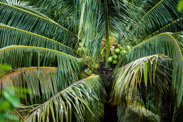 coconut tree, Cocos nucifera is a member of the palm tree family, Arecaceae and the only living...