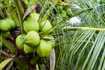 coconut tree, Cocos nucifera is a member of the palm tree family, Arecaceae and the only living species of the genus Cocos.