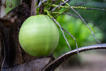 coconut tree, Cocos nucifera is a member of the palm tree family, Arecaceae and the only living...