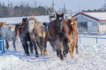 十勝牧場の馬追い運動　（冬北海道観光・道東）