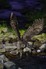 野生のシマフクロウ　北海道知床