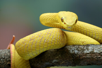Yellow pit viper on a tree branch
