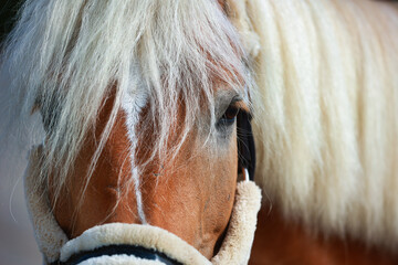 Hafflinger horse, portraits of the head with a halter lined with fur, detail of the eyes and bridge...