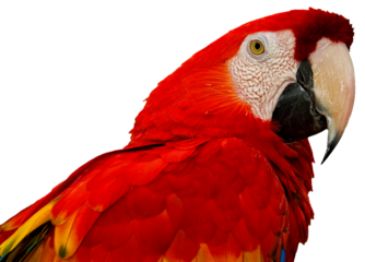 Colorful parrot (Scarlet Macaw (Ara macao).