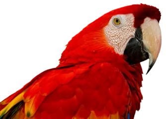 Meubelstickers Colorful parrot (Scarlet Macaw (Ara macao). © Phil Cardamone
