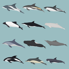 seamless pattern of dolphins