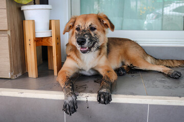 Puppy that just played in the mud.