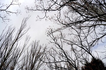 Huge leafless trees in winter