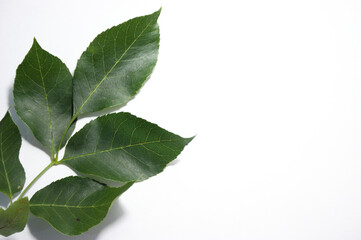 on a white background