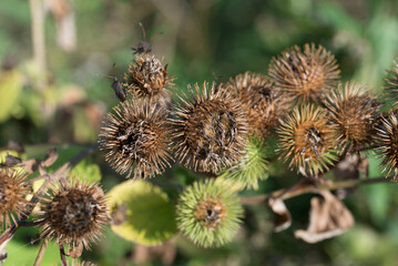 Arctium lappa, greater burdock dried flowers closeup selective focus