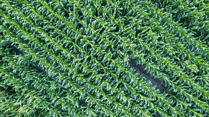 Corn field of green corn stalks and tassels, aerial drone photo above corn plants. High quality photo