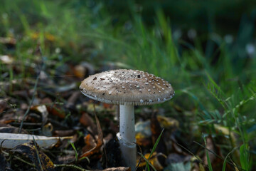 Pilz am Waldboden
