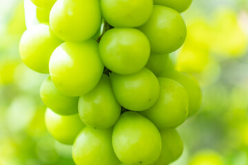 シャインマスカット