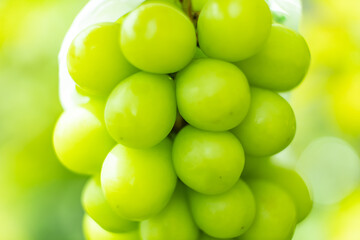 シャインマスカット