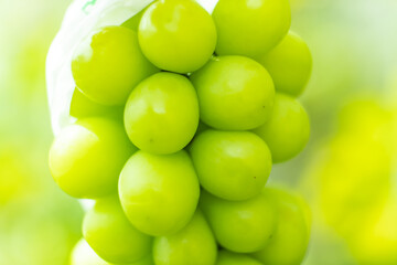 シャインマスカット