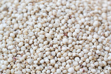 Indian white sorghum grain selective focus