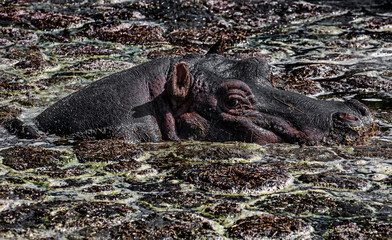Hippopotamus in the swamp. Latin name - Hippopotamus amphibius