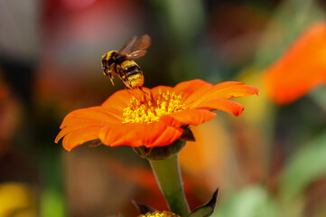 Bee flying from vibrant orange Aster flower, isolated against blurred background. Macro closeup of bright summer bloom with motion blur of insects wings. Dublin, Ireland