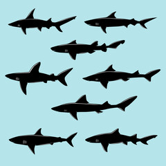 illustration of a shark