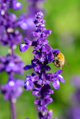 Bee feeds on purple violet Salvia flower spike during summer pollination. Selective focus with blurred background. Dublin, Ireland