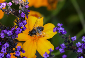 Bee displays its wings as it feeds on pollen of yellow flower, bordered by small violet blue flowers. Summer pollination in garden. Dublin, Ireland