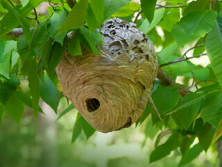 Hornet's nest in nature